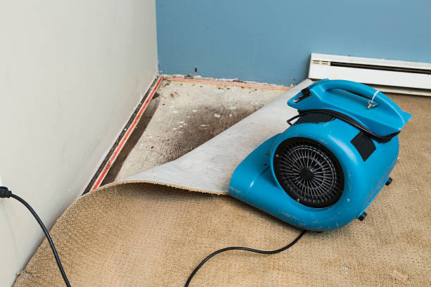 Best Water damage restoration near me  in Palmhurst, TX